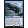 Pursued Whale // Ballena perseguida