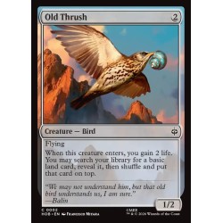 Old Thrush // Viejo zorzal