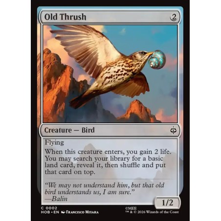 Old Thrush // Viejo zorzal